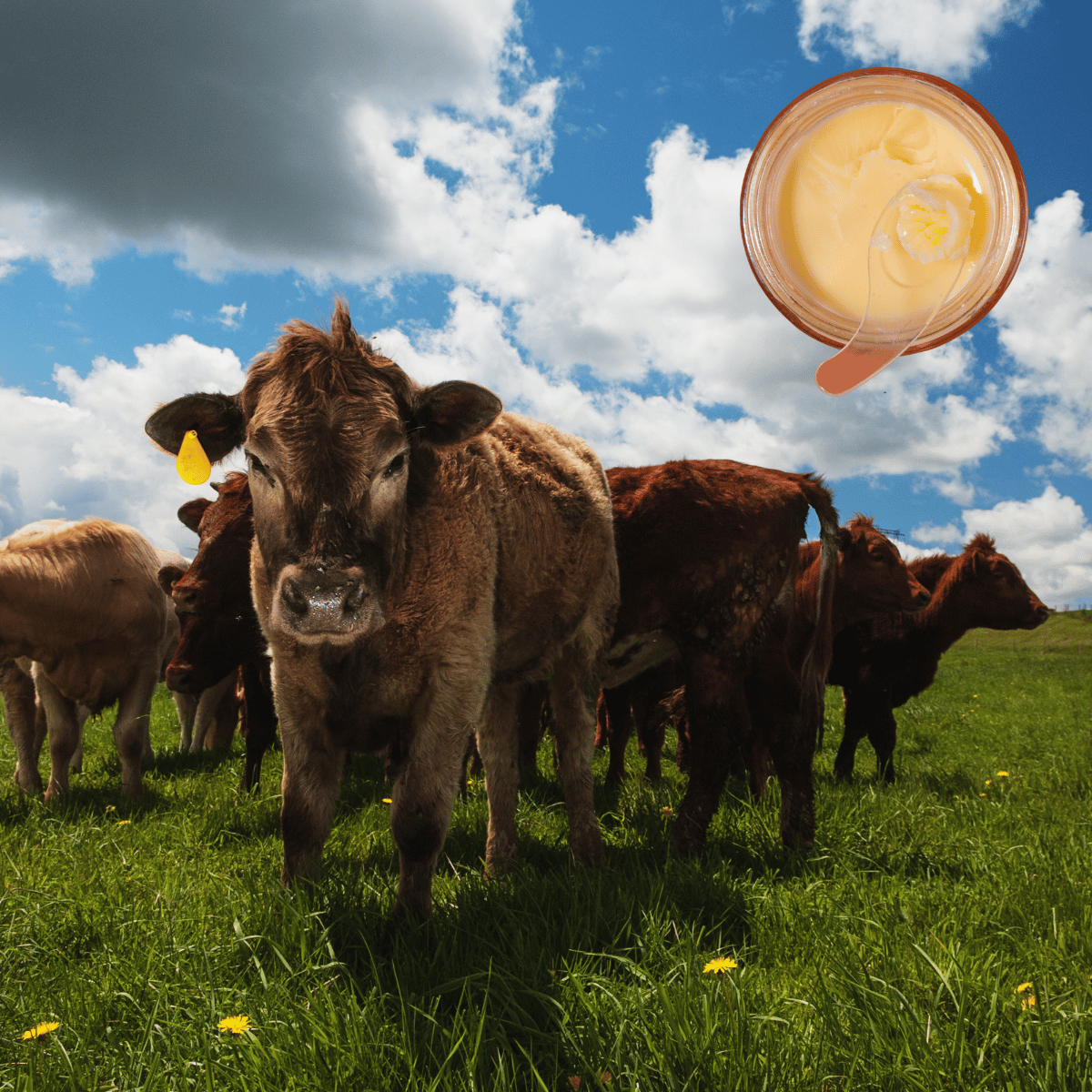 Beef tallow for acne-prone skin — the pore-clogging truth behind the viral trend