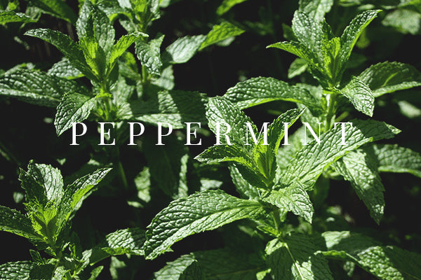 Supporting UK Farmers - Peppermint
